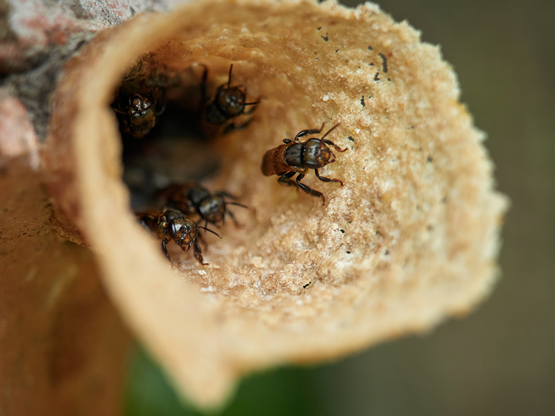 Estudio del comportamiento de la abeja sin aguijón Scaptotrigona aff. postica (Catiana), en la zona de Piñas, El Oro. Autor: Silvio Benito González Loayza.